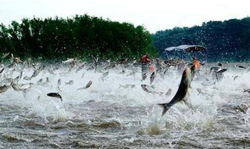 亞洲鯉魚大鬧美國五大湖，賽晶&ldquo;黑科技&rdquo;出馬顯神威